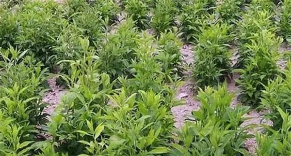 苍术需要怎样的环境条件