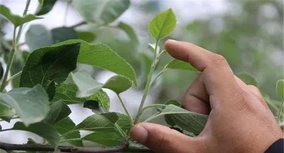 苹果树结果母枝的更新修剪方法