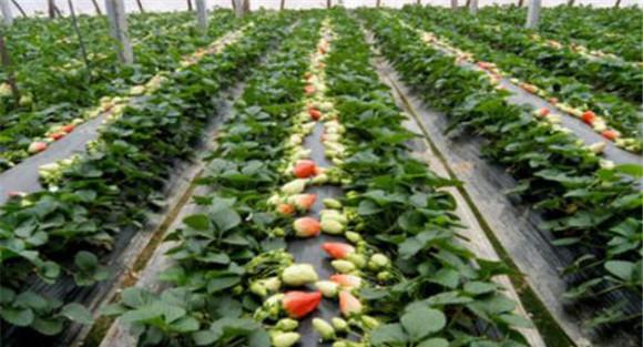 草莓施肥时间和方法 草莓施肥用什么肥料
