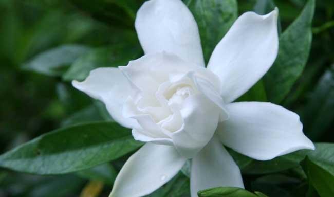 栀子花的养殖方法－栀子花图片