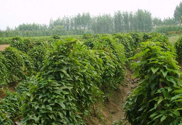 山药种植方法