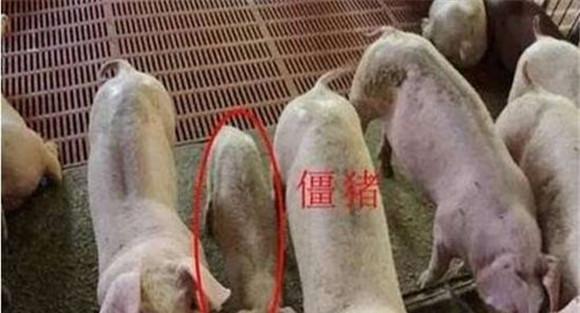 僵猪的预防措施