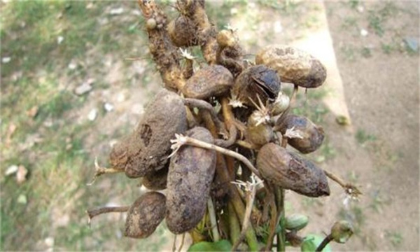 花生烂果是什么原因造成的