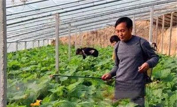 叶面肥使用注意事项