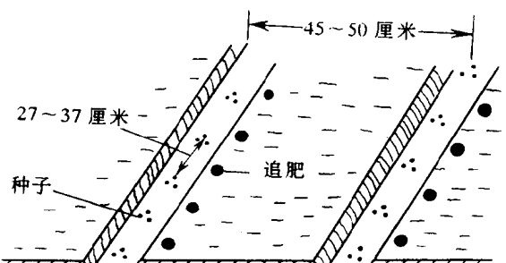 萝卜栽培技术