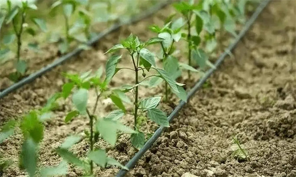 大棚春早熟辣椒的栽培技术要点