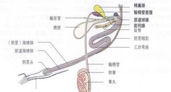公牛生殖器官
