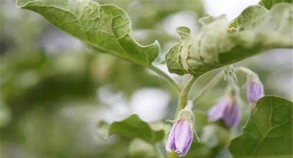 如何预防茄子落花落果