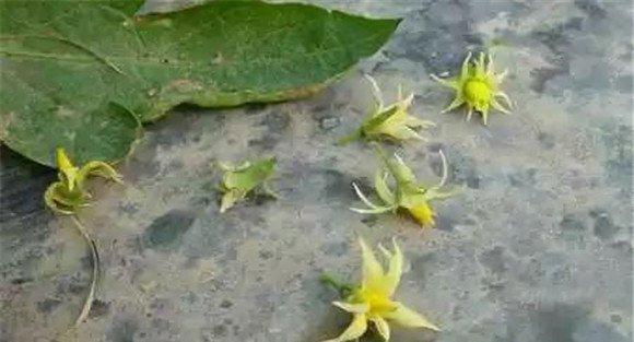 茄子落花落果怎么防治