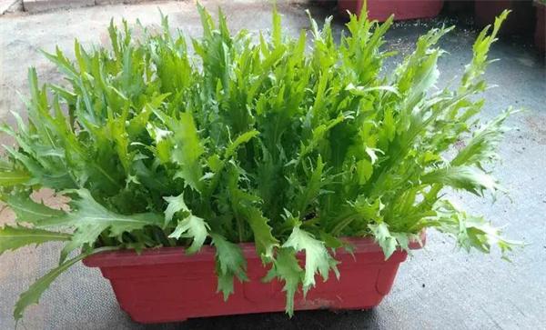 如何栽培苦菊菜
