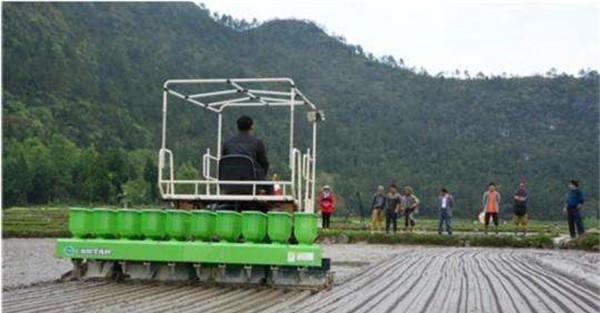 水稻直播种植技术为什么能高产