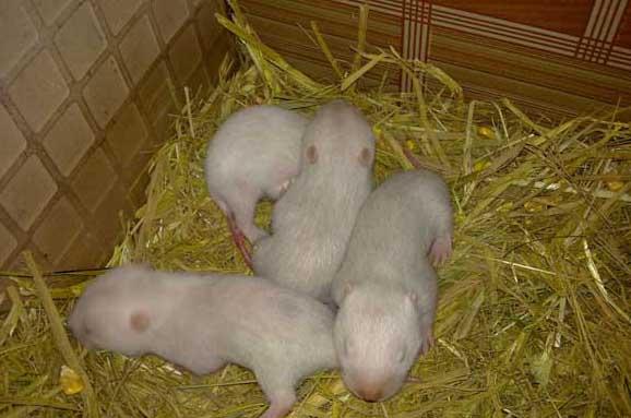 竹鼠养殖方法