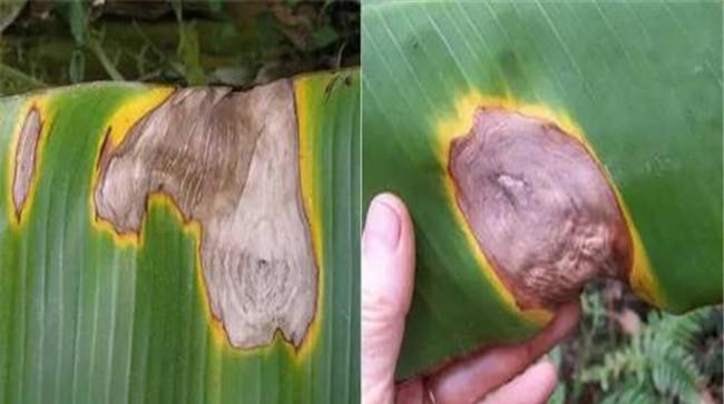 香蕉常见病虫害及防治方法