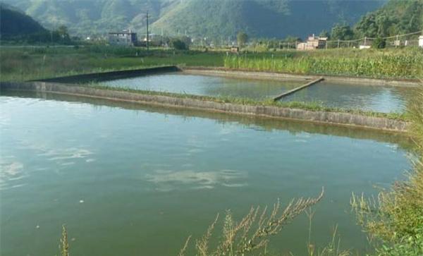 养鱼池塘的水质标准