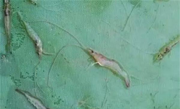对虾的死底症（偷死病）