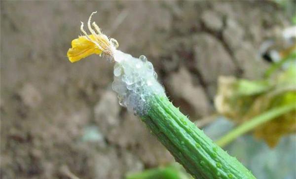黄瓜菌核病农业防治