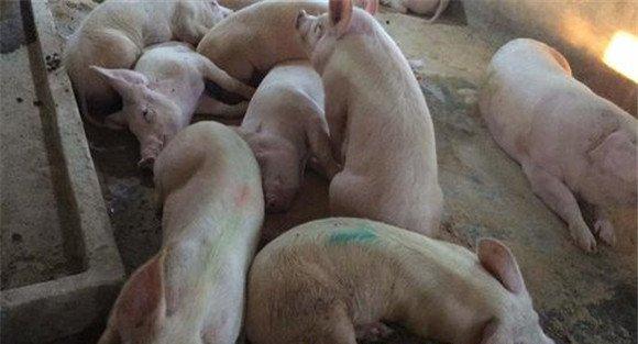 哺乳仔猪腹泻的治疗办法