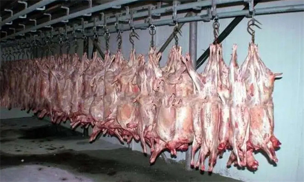 肉羊胴体如何分级