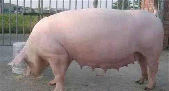 如何预防母猪产后不食的发生