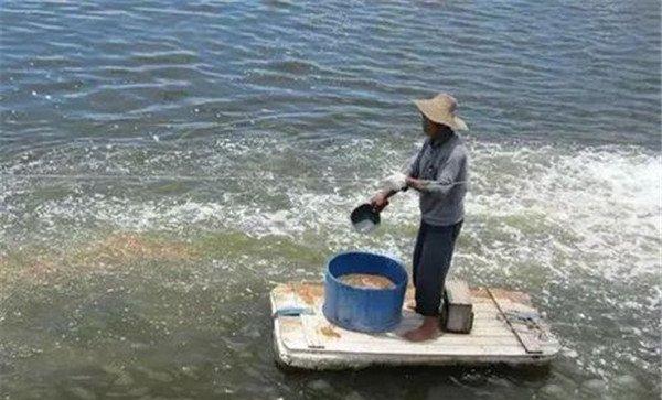 鱼饲料消毒需注意事项