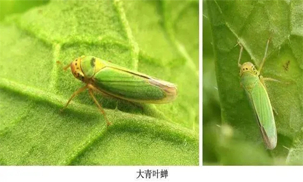 大青叶蝉的发生规律有哪些