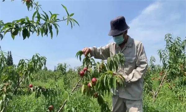 油桃树采收前是否可以疏剪