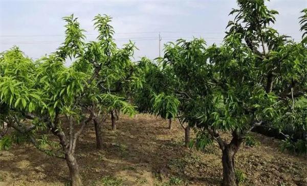 油桃树采果后能否立刻整形修剪