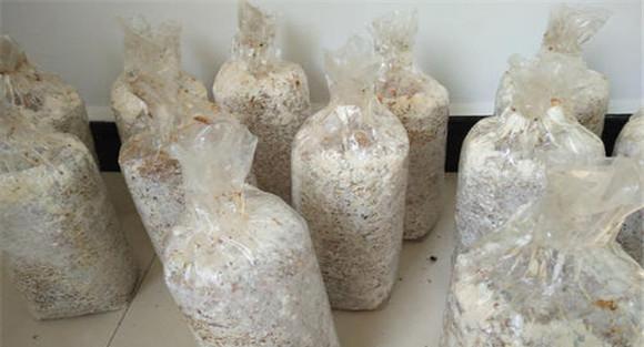 蘑菇菌种种植应注意的问题