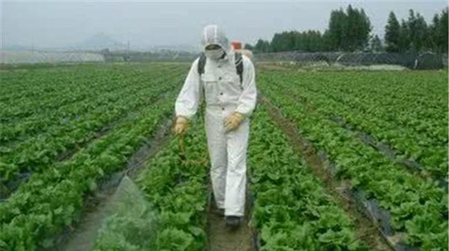 蔬菜化学除草注意事项