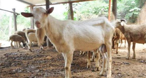 山羊传染性胸膜肺炎防治要点