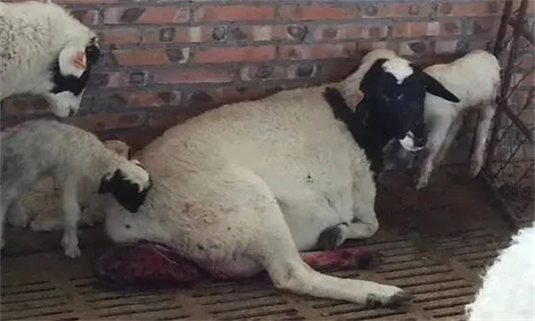 母羊产后胎衣不下怎么办