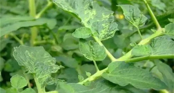 马铃薯青枯病防治方法