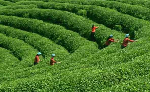 茶园管理技术