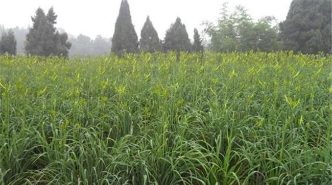 黄花菜薹肥