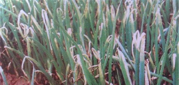 大葱霜霉病防治方法