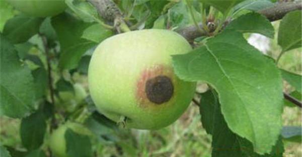 苹果腐烂病用什么药