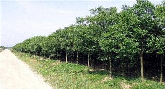 枫香树的定植方法