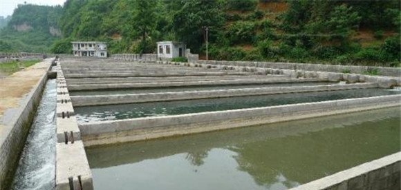 中华鳖养殖池的建造