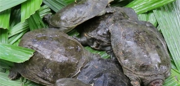 中华鳖养殖技术