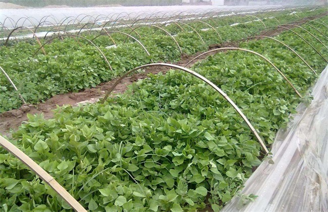 紫薯的育苗方法与技术要点