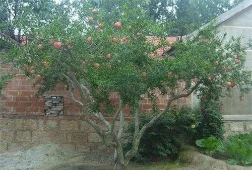 庭院里为什么不宜种植大树
