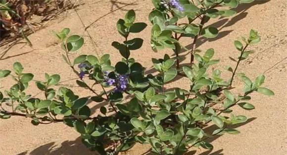 种植蔓荆子如何选地整地