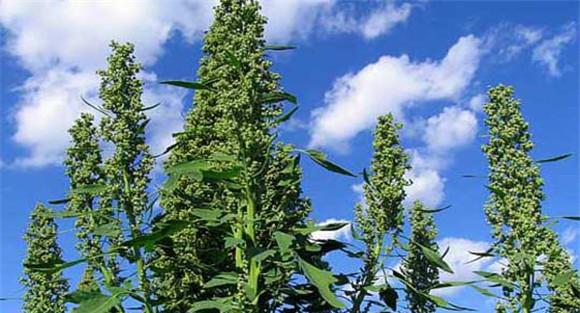 藜麦的种植条件