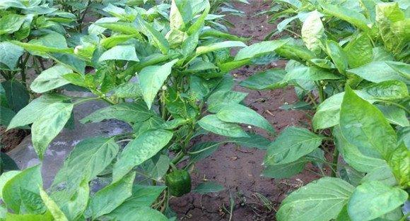 甜椒种植时间与季节