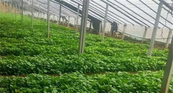 甘薯育苗栽培技术要点