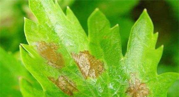 芹菜早疫病治疗