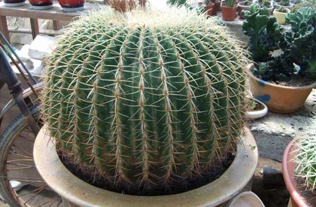 仙人球种植方法