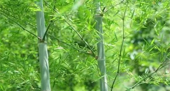 竹子的品种有多少种