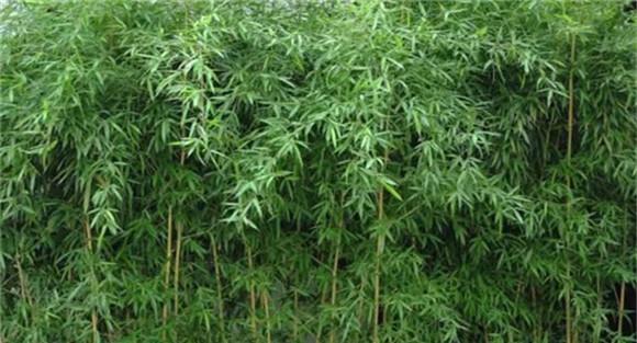 竹子的种类有哪些