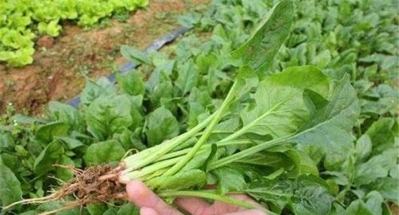 秋菠菜栽培技术要点